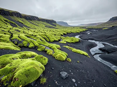 Racomitrium Moss on Black Lava Flow