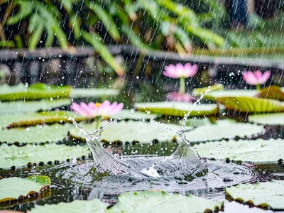 Rain on water lily pad pooling