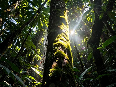 Moss-covered trunk catching rare direct light