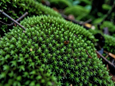 Moss texture at macro showing individual plants