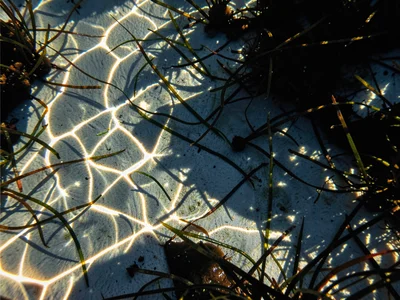 Bright caustic highlights against dark seagrass shadows