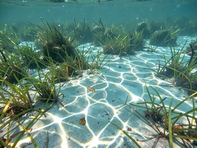 Light web overlaying turtle grass meadow texture