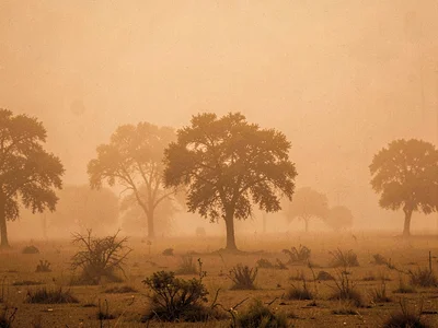 Trees fading into amber nothing at successive distances