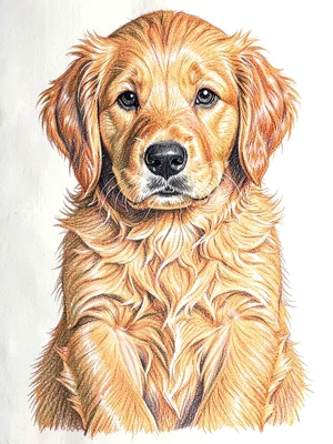 Golden retriever puppy