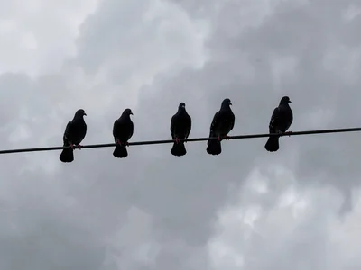 Seven pigeons on a power line against gray sky, each bird a perfect black shape