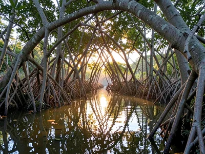Root Cathedral Backlit at Dusk