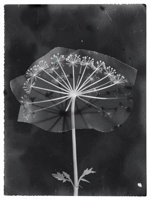 A botanical photogram of an umbellifera flower head — delicate spoke structure