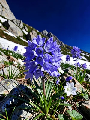 Campanula bells against alpine sky
