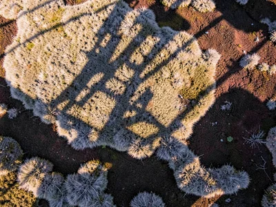 Shadow of clouds creating moving pattern across bog surface