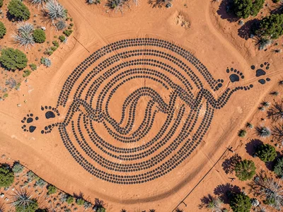 Emu footprints in a zigzag crossing a clay pan, aerial view