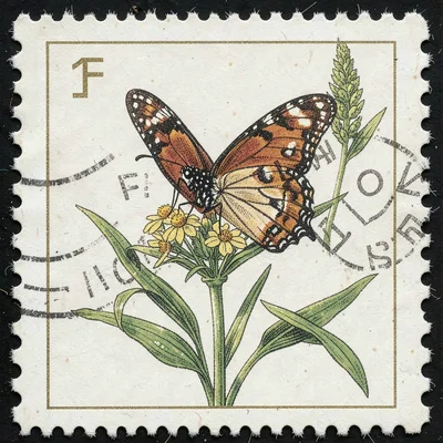 Postage stamp illustration, Monarch butterfly on milkweed , tiny perfect composi