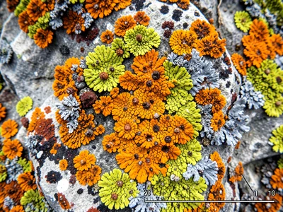 Orange maritime lichen on coastal rock, Xanthoria covering grey stone with vivid
