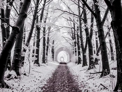 Path through white forest tunnel