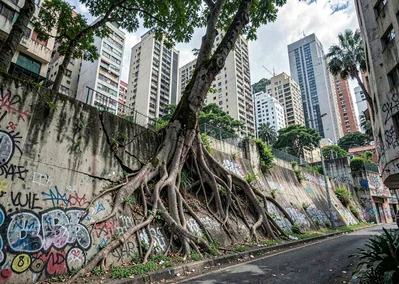 Tropical brutalist São Paulo, Brazil, concrete retaining wall with fig tree root