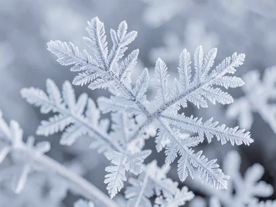 Detail of frost crystal branching structure