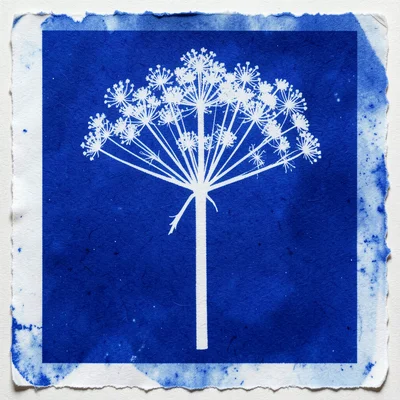 Queen Anne's lace umbel as cyanotype, delicate white lacework flower head on blu