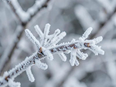 Complete frost coating on small branch