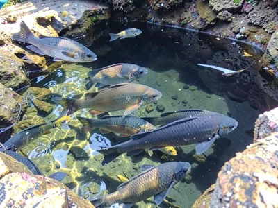 Multiple species in single pool view