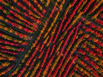 A vineyard in autumn, rows of red and gold vines following the contour of a hill