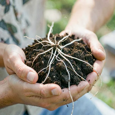 Hands cradling a clump of rich earth threaded with white root strands, soft dayl
