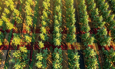 Harvest Architecture