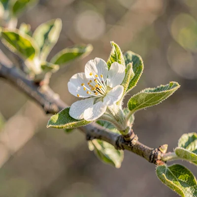 Macro square of a single apple blossom on a budding branch