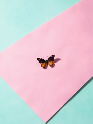 Tiny single hair-clip butterfly placed slightly off-center on a vast pink-to-min