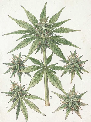 Cannabis sativa botanical illustration