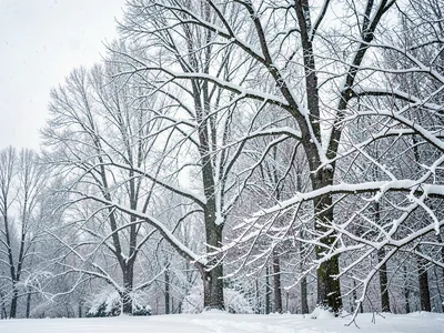 First snow on bare branches, white outlining the structure of trees