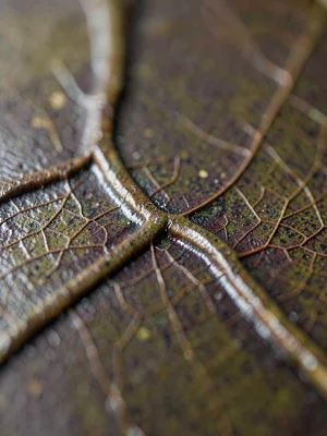 Crackled tenmoku branching from a thumb dent, fine craze veining the dark glaze