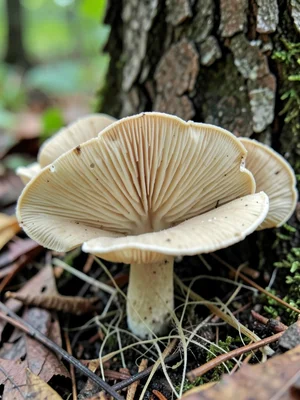 Cluster of honey mushrooms at base of oak — overlapping caps with pale gills vis