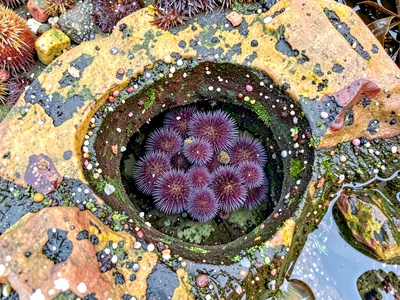 Purple urchin cluster in rock depression