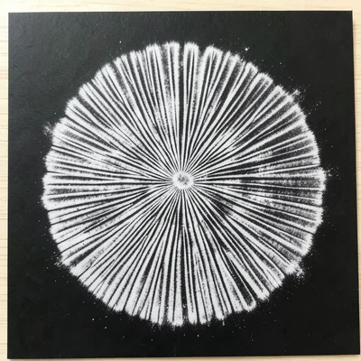Spore print from autumn mushroom on black paper, ghostly white pattern
