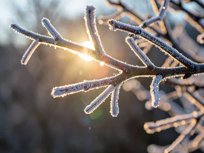 Frost on branch backlit showing structure