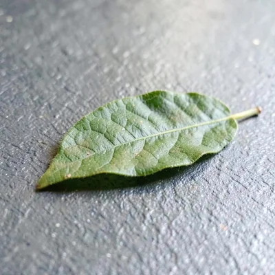 Single leaf on surface