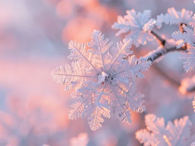 Hoarfrost catching dawn pink color