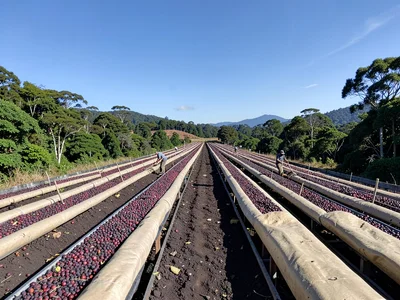 Raised Drying Beds Stretching to Horizon at Kenyan Estate