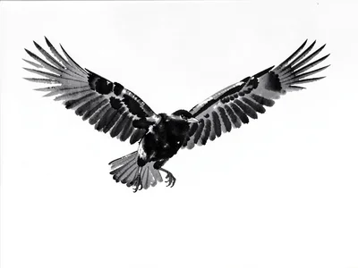 Crow in flight, wings fully spread, below an empty sky