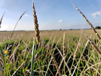 Prairie grass blades to distant horizon