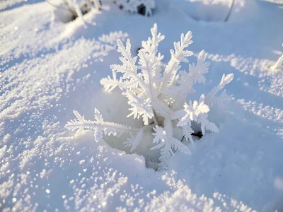 Surface hoar on snow as new growth