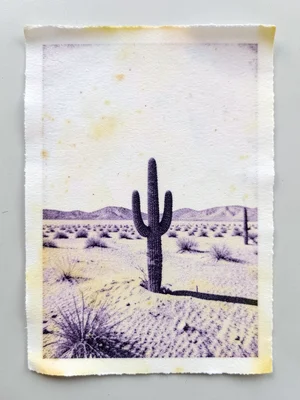 A desert scene with a single cactus, the thermal paper already yellowing like su