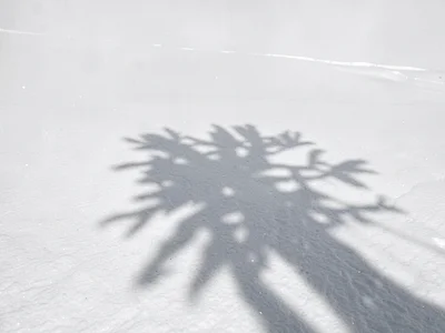 Tree shadow only color on white surface
