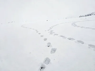 Animal tracks creating pattern on white