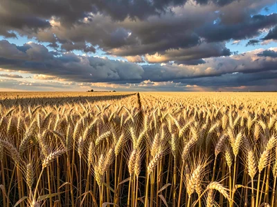 Wheat under dramatic cloudscape sky
