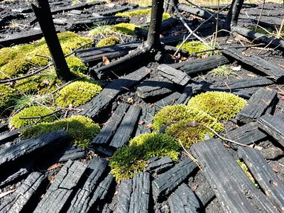 Charcoal textures with moss beginning to colonize