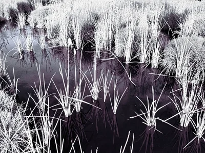 Wetland with white reeds dark water