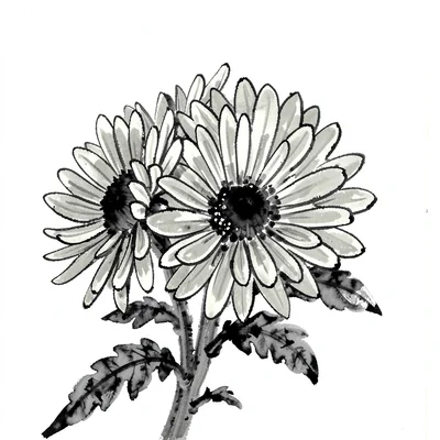 Chrysanthemum cluster in full bloom, dark centres, pale radiating petals