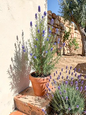 Rosemary in Bloom