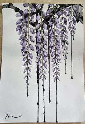 Wisteria vines drip
