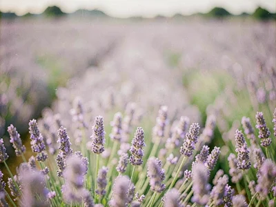 Lavender field dreamlike soft focus